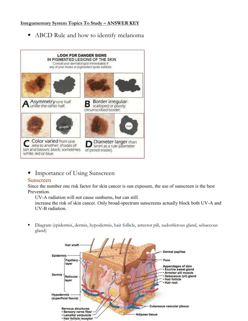 Integumentary System Topics To Study Answer Key