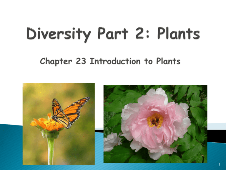 diversity in plants essay