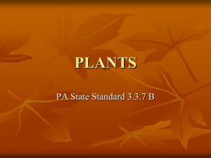 plants - Blass