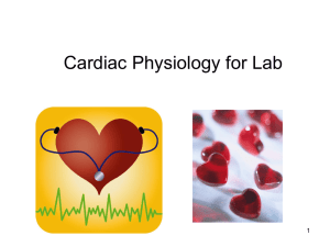 4c Heart Physiology for lab