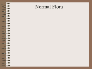 Normal flora