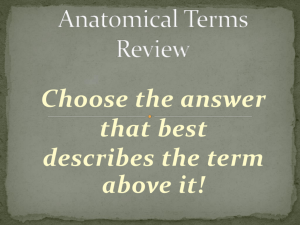Anatomical Terms Review