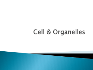 Cell & Organelles