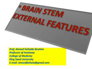 5-Brain stem-Prof. ahmed
