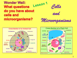 File cells and microorganisms- 2015