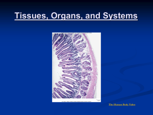 Tissues, Organs and Systems