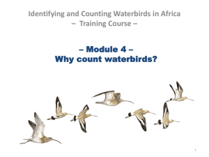 Module 4 – Why count waterbirds?