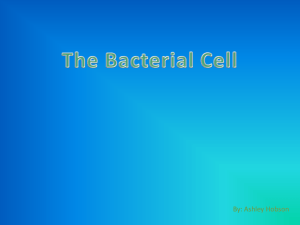 bacteria presentation