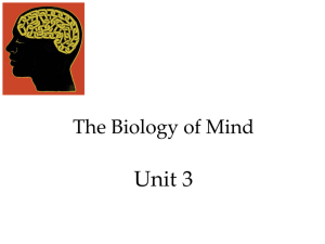 UNit 3 Power Point : The Brain