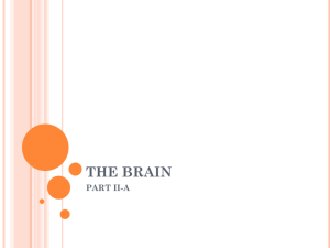 the brain part ii-a