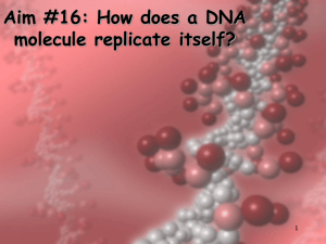 Aim #16: How does a DNA molecule replicate itself? 1.