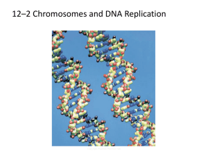 DNA Replication Notes