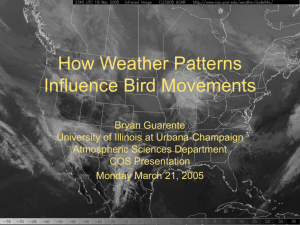 How Weather Patterns Influence Bird Movements