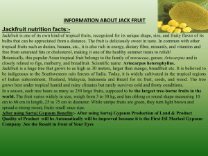 Jackfruit nutrition facts
