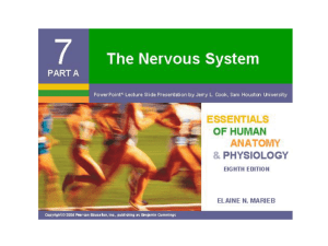 Ch 7 - Nervous system