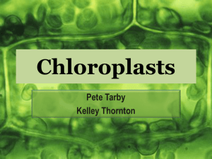chloroplasts