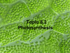 Topic 8.2 Photosynthesis