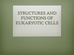 STRUCTURES AND FUNCTIONS OF EUKARYOTIC CELLS
