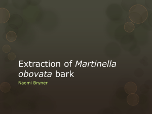 Extraction of Martinella obovata