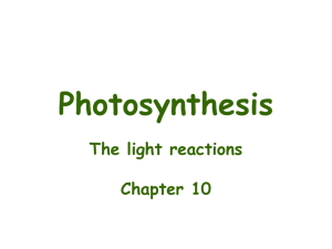 the light reactions of photosynthesis
