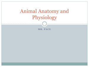 Animal Anatomy and Physiology