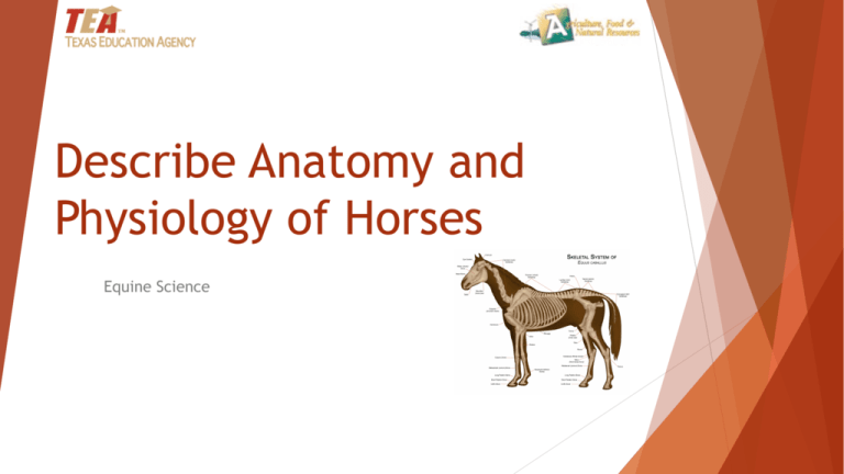 Importance Of The Equine Industry