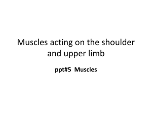 Muscles acting on the shoulder and upper limb