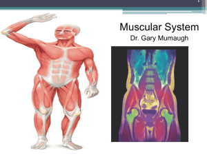 muscles - Anatomy with Dr. Mumaugh
