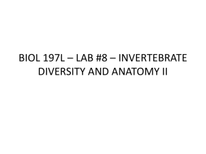 BIOL 197L * LAB #8 * INVERTEBRATE DIVERSITY AND ANATOMY II