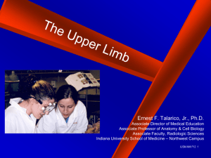 The Upper Limb IHCPP 13