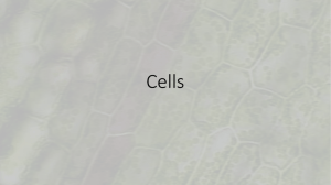 Cells PPT/Notes
