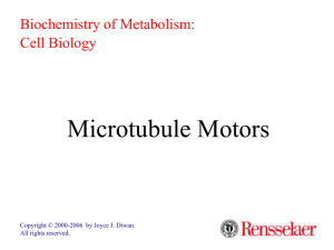 Microtubule Motors