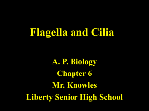 Flagella and Cilia - Liberty Public Schools