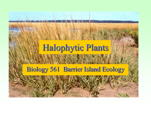 Halophytic Plants - People Server at UNCW