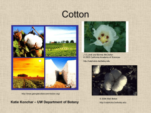 Cotton - Department of Botany