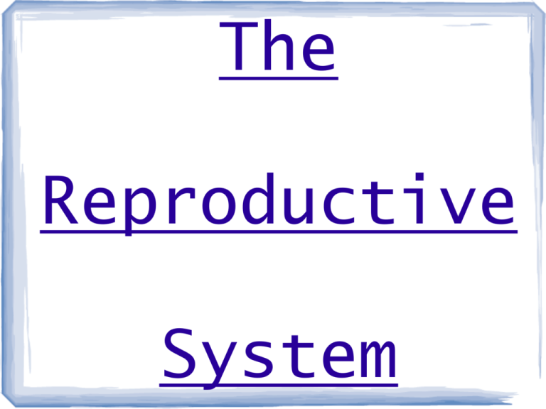 The Reproductive System PPT Notes