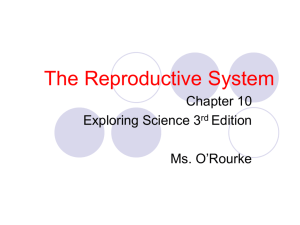 male and female reproductive systems