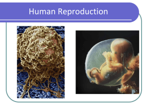Unit 22: Human Reproduction & Devlopment PowerPoint