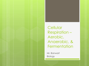 Cellular Respiration – Aerobic, Anaerobic, & Fermentation