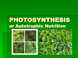 Photosynthesis and Respiration