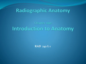 Radiographic Anatomy L1