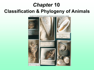 Chapter 10 Classification & Phylogeny of Animals