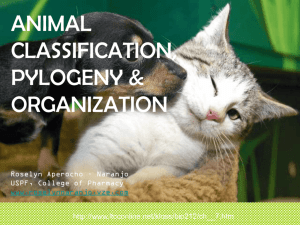 Animal Classification, Phylogeny and Organization