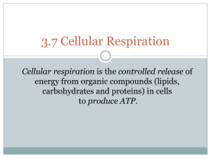 3.7 Cellular Respiration - Mr Hartan's Science Class