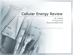 Cellular Energy Review