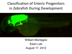 Classification of Enteric Progenitors in Zebrafish During