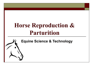 Horse Reproduction & Parturition