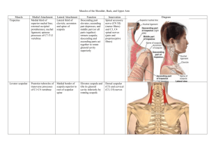 Muscles of the Shoulder, Back, and Upper Arm Muscle Medial