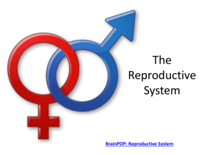 The Reproductive System - Doral Academy Preparatory