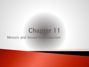 Chapter Eleven: Meiosis